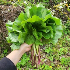 [서기네농장] 머위 머위순 머위나물 머위잎, 1kg, 1개