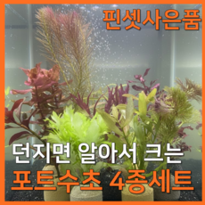 [수초농부] 달팽이 없는 포트수초 랜덤 4종 키우기 쉬운 초보, 1세트