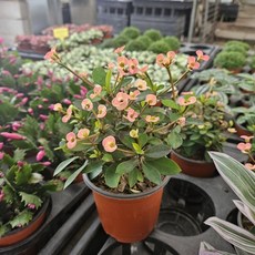 선인장 꽃기린 꽃기린살구색 꽃기린연분홍 소품, 1개, 연분홍