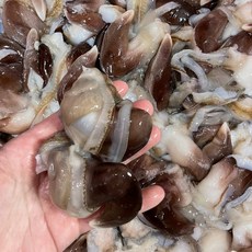 여수 손질 새조개 당일조업 자연산 최상급 선별, 1개, 손질 새조개 200g