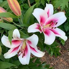 우리화훼종묘 백합 구근 - 님프, 1개