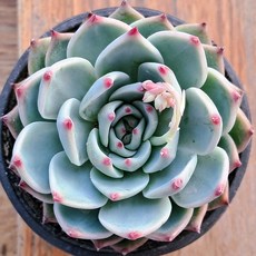 "실제로 보면 더 예쁜 다육", 31번)-치와와, 1개