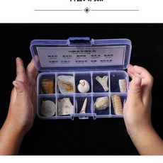 礦物標本 化石標本 巖石古生物 化石標本組合 化石原石 地質教學 科普 饋贈 標本收藏, 1個, 十種套盒