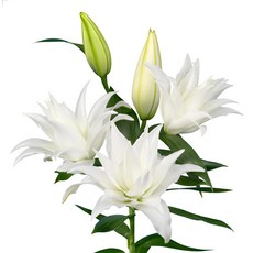 우리화훼종묘 백합 구근 - 로즈릴리 타냐, 1개