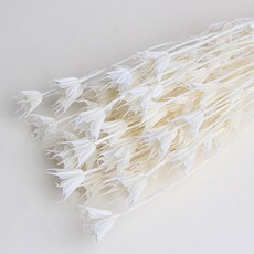 화연양화 프리저브드플라워 니겔라 흰색꽃 화이트프리저브드 약60cm