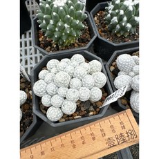 MC多肉園 嚴選仙人掌盆栽 多款可選 多肉植物 居家辦公室綠植裝飾, 1個, 姬春星, 綠色