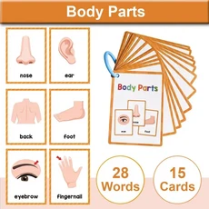 몬테소리 어린이 영어 단어 용품 교실 카드 조기 유치원 교육 교사 학습 어휘 보조, Body Parts 15Pcs