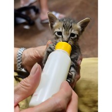 Nicole寵物 寵物奶瓶 (附清洗刷) 幼犬/幼貓適用 寵物餵奶專用, 75ml, 1套