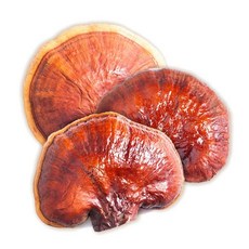 신선약초 국산 영지버섯 1kg_WFG5P33, 본상품, 1개