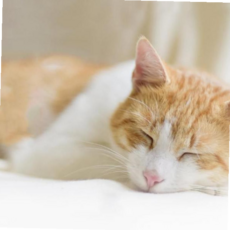 이불 매트 방석 담요 극세사 애견 반려동물 침대 대형 59000EA 1EA, 발자국-베이지