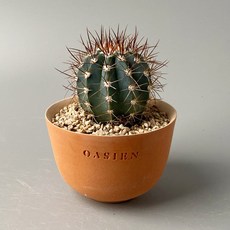 앵명운 - 푸른빛의 구름선인장 터키모자선인장, 독일토분 완성분 (모카색상), 1개