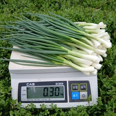[농수산 장터] 깐쪽파 300g 500g 1kg, 1개