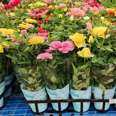 미니장미 특A급 5개1세트 소품 5가지색상 랜덤발송 월동미니장미 특상품 에이피팩토리, 1개