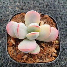 봄의정원 방울복랑 금(소품), 1개