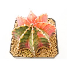 짐노 핑크다이아몬드금 실생 동일품-260212 93 코덱스 아프리카식물 멸종위기 희귀선인장