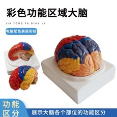 뇌모형 뇌 해부학 조립 신경학 과학실 분리 동맥 뇌구조 신경, 2조각 컬러