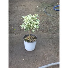 공기정화식물 중형 칼라벤자민 고무나무 에이피팩토리, 1개