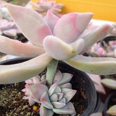 분홍 용월 자연군생 키우기 쉬운 실내 거실 다육92-30 랜덤발송, 1개, 다육