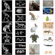 Saypacck 동물 엑스레이 세트 13개 동물 플래시 카드 13개 교육용 과학 키트, Saypacck 동물 엑스레이 세트 13개, 플래시 카