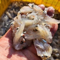 국내산 냉동 호래기 500g 꼴뚜기 급냉호래기 40-100미내외, 1박스