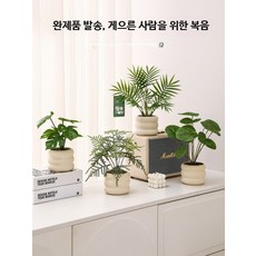 인조식물 조화화분 인테리어 소품 거실대형식물 인조나무 조경용품 탁상용 장식용 화분 플랜테리어 인테리어조화, 1개, 구름대나무+거북등잎+봉황꼬리 3종세트