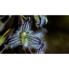 [루반정원] Bulb. lindleyanum, 1개