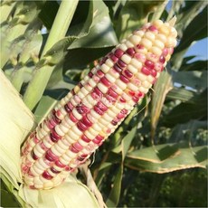 【野菜部屋~】N02 寶石甜糯玉米種子 半磅 糯香甜 品種, 1包