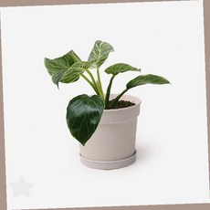 실내 공기정화 식물 화분 미니 사이즈 인테리어 소품 책상 거실 장식 가벼운, 1개, 옐로우