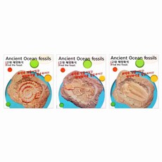 엠비아4 해양화석 2000 공룡화석놀이