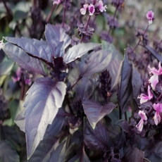 오팔바질 500립 / 허브 씨앗 바질 종자 향신료 이탈리아요리 샐러드 파스타 피자 재료, 1개