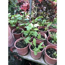 花花世界 觀葉植物 玉簪 (不分品種) 花葉玉簪 玉簪花 5-6吋盆/高10-20公分, 農場擇優出貨