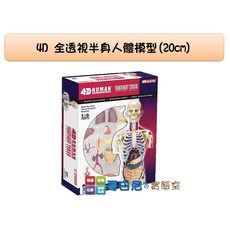 哥白尼的實驗室 生物 4D全透視半身人體模型 正版Fame Master 人體器官模型 人體解剖模型 科學玩具, 1個