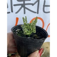 霏霏園藝 子單簧草, 1個