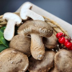 스마트팜 무농약 국내산 솔향기 송화버섯, 1개, 프리미엄 선물용  1kg(특품)