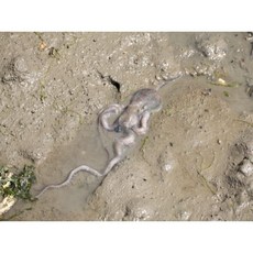 살아서 도착! 100프로 국내산갯뻘낙지(세발 한입 소 중 대) 3~10마리 한셋트, 5개, 소낙지