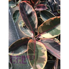 花花世界 彩色橡膠樹(紅)-斑葉橡膠樹-特殊葉片 喬木植物, 5吋
