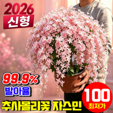 {2026 태국신형} 태국 수입 수선 재스민 늘어지는 자스민 씨앗 3배 진한천연 꽃향기 추사몰리꽃 자스민 매달린재스민씨앗 사계절 개화 YONICE, 100개