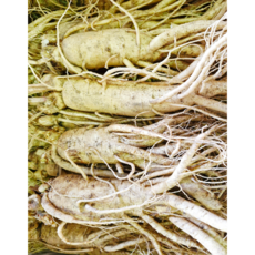 [산지직송] 풍기 6년근 세척수삼 선물세트 특대 햇인삼 500g/ 1kg 삼영인삼사, 1개