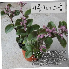 관엽식물 달개비과 9p 소형화분 실내정화 공기정화식물 베란다 거실 책상 화분, 1개