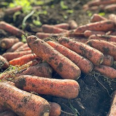 국내산 당근 미니 못난이당근 주스용 흙 햇당근, 1박스, 5kg