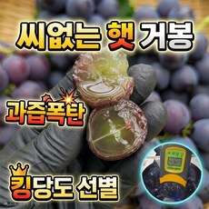 초고당도 햇 씨없는 거봉 포도, 1박스, 2kg