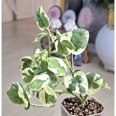 (서리) 엔조이스킨답서스