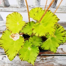 에덴플랜트 리마러브 렉스 베고니아 지름10cm포트 희귀 관엽 고급식물 포인트 인테리어, 1개