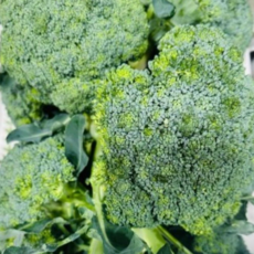 국내산) 품질좋은 신선한 브로콜리, 1kg, 1개