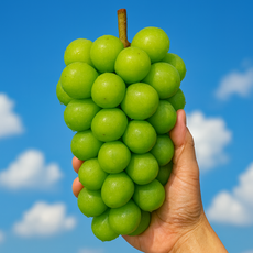 [재구매율 1위] 초고당도 샤인머스캣 씨 없는 포도(18brix 이상), 1세트, 2kg (4~5수)