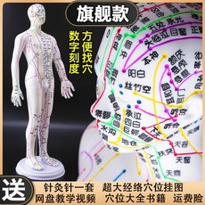 인체모형 혈자리 한의사 한의원 인형 해부학 골격근 침술 침자리 교육 한방, 컬러 하드 (54cm 남성 ) (숫자기입)