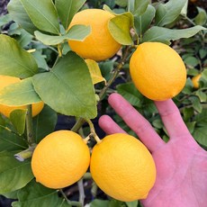 [우수농산물] 청정 제주 국내산 청 레몬, 1박스, 상품 4.5kg(혼합)