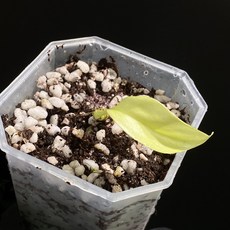 옐로우 히메 몬스테라 무늬 바리에가타 라피도포라 동일품배송