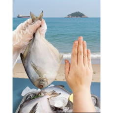 국산 생물 병어 자연산 덕자 덕대, 1개, 1kg