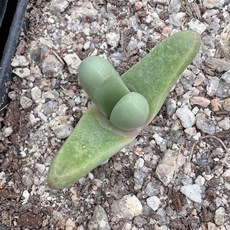 브런시 1호 플랜테리어 공기정화식물 다육이, 1개